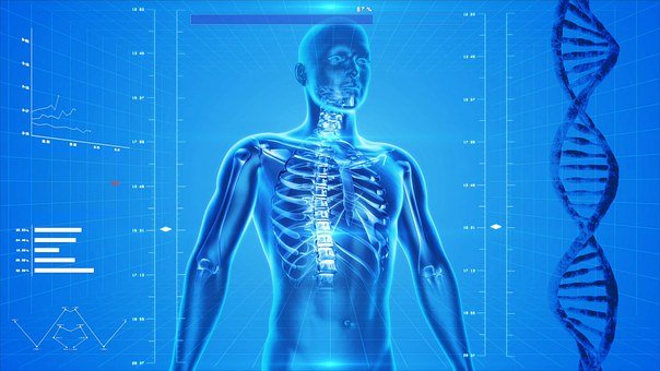 uman Skeleton, Human Body, Anatomy
