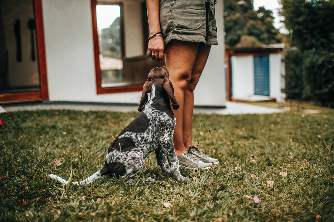 Photo of Dog and Person on Grass