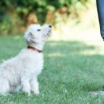Hot to Build a Simple Puppy Training Schedule