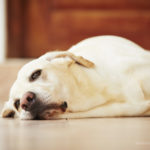 Top tips for looking after a poorly dog