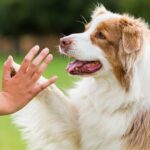Benefits of Training Your Dog