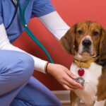 Finding an Animal Hospital in Pensacola that Has Great Surgeons