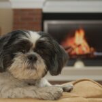 Ways to Keep a Dog Safe Near a Fireplace or Fire Pit