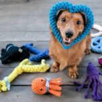 Fun and Essential Accessories Every Dog Parent Needs