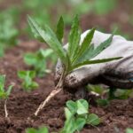 How and Why You Should Manage Your Weeds