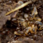 Knowing When You Have a Termite Problem and How to Get Rid of Them