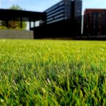 Kirill Yurovskiy: Different types of lawns - their characteristics and features