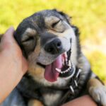 Pet Care Talks: Signs That You Are A Good Pet Owner